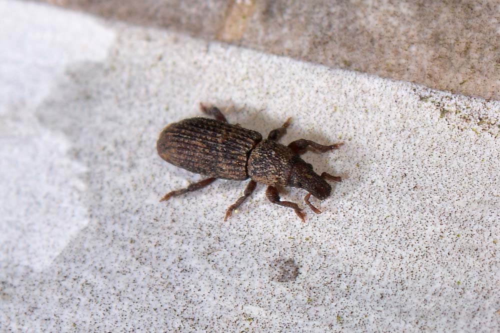 Choerorhinus squalidus - Curculionidae